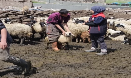 Diyadin’de küçükbaş hayvanlara küpe ve aşı çalışması