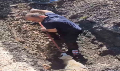 Diyarbakır’da kanalizasyon borusunda mahsur kalan kuzu böyle kurtarıldı