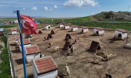 Dünyada eşi benzeri bulunmayan Kangallara Ortadoğu ülkeleri talip oldu