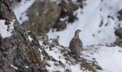 Dünyada nesli tükenmekte olan Ur kekliği İspir’de görüntülendi