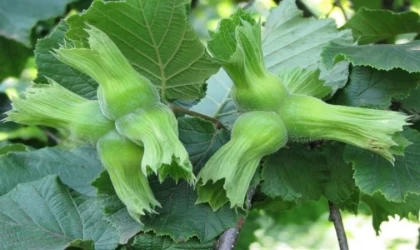 Düzce’de AB ülkelerine 11 bin 71 ton gönderildi