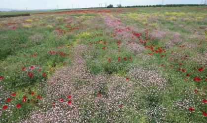 Ekili alanlarda renk cümbüşü
