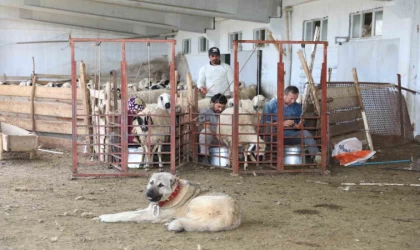 Elazığ’da 2024 yılında küçükbaş hayvancılığa 41 milyon lira destek sağlandı