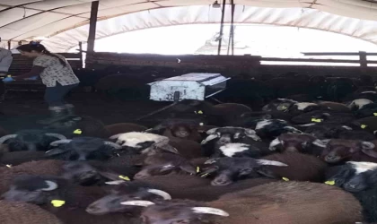 Elazığ’da aşılama ve küpeleme çalışmaları sürüyor