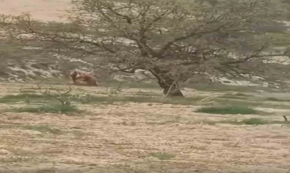 Elazığ’da ayı üzüm bağlarına dadandı