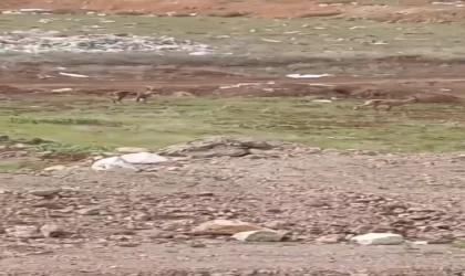 Elazığ’da dağ keçileri görüldü