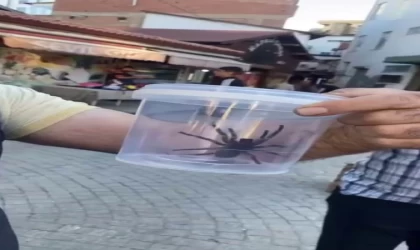 Elazığ’da dev etçil örümcek paniği
