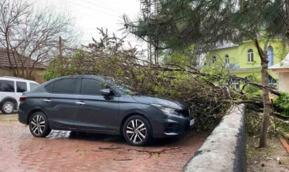 Elazığ’da fırtına etkili oldu: Ağaç, araçların üzerine devrildi