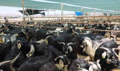 Elazığ’da kurban satış ve kesim alanı belirlendi