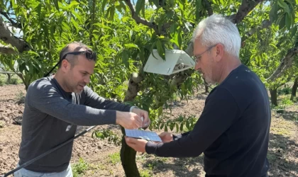 Elazığ’da şeftali güvesine karşı feromon tuzak