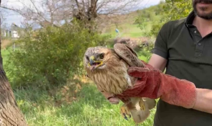 Elazığ’da yaralı halde bulunan şahin ekiplere teslim edildi