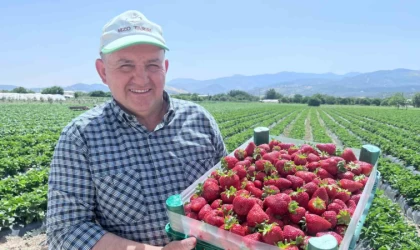 Emiralem’in mis kokulu çilek bahçelerinde hasat heyecanı