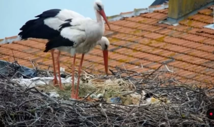 En baba leylek Yaren