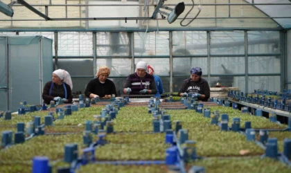 Erzincan seracılıkta hedefini büyütüyor