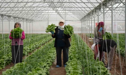 Erzincan seralarında marul hasadı başladı