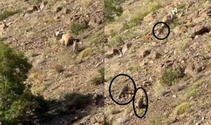 Erzincan’da anne ayı ve 3 yavrusu görüntülendi