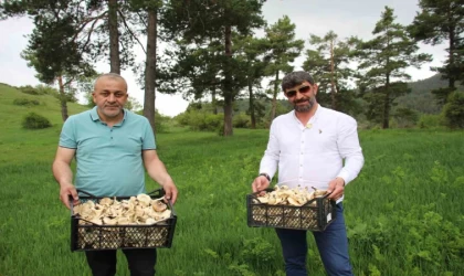 Erzurum’da vatandaşlara ”zehirli mantar” uyarısı