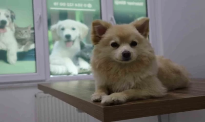 Evcil hayvan sahipleri dikkat: Yaz mevsiminde bunlara dikkat etmek hayati önem taşıyor