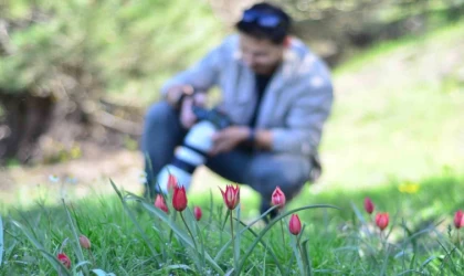 Fotoğraf tutkunları Manisa Lalesi için Spil Dağına akın etti