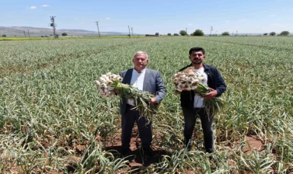 Gaziantep’te AB tescilli Araban sarımsağının hasadı başladı