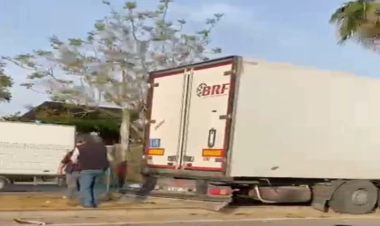 Gazipaşa’da sebze yüklü tır refüjdeki palmiye ağacına çarptı: 1 yaralı