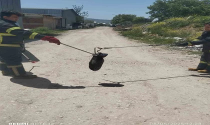 Gediz’de baharın gelmesiyle yılanlar görülmeye başladı