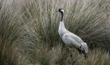 Gökyüzünün sessiz yolcuları için kuş göç rotaları haritalanıyor