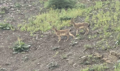 Hakkari’de dağ keçileri kara yoluna indi