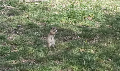 Havalar ısındı, gelengiler ortaya çıktı