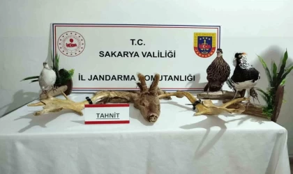 Hayvanat bahçesi gibi ev: Evinden çıkanlar hayrete düşürdü