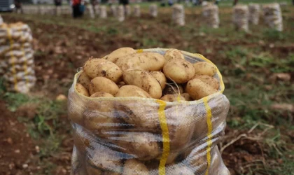 Hepsi geri gönderildi: Yurt dışından gelen 2 bin tondan fazla patates virüslü çıktı
