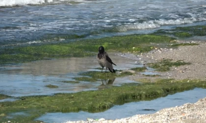 Hırsız karganın ’balık’ ziyafeti güldürdü