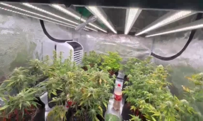 İklimlendirme sistemi ile evini kenevir tarlasına çevirdi