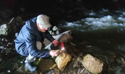 İnci kefalinin gece yolculuğu başladı