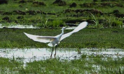 İron Sazlığına kuş akını