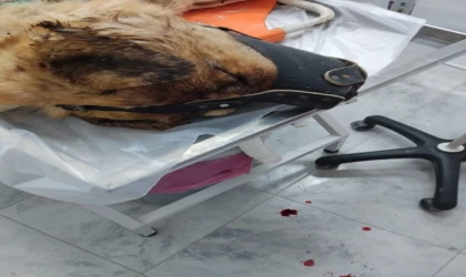 Isırdığını iddia ettiği köpeği silahla vurdu, sahipleri şikayetçi oldu