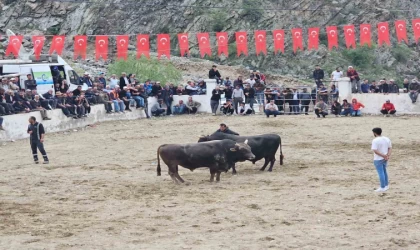 İspir’de boğalar sahada sahipleri saha dışında birbirine girdi