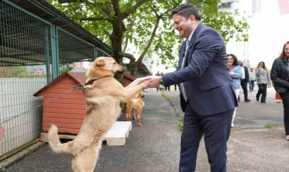 Kadıköy Belediyesi Geçici Hayvan Bakımevi yenilendi