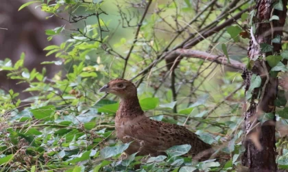 Kahverengi kokarcaya karşı sülün