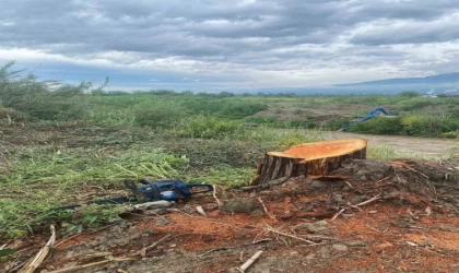 Kamuya ait alanda ağaç kesen şüpheliler yakalandı