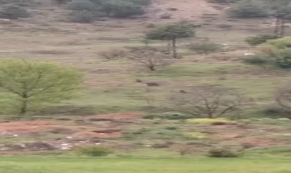 Karabük’te ayılar ve domuzlar cep telefonu kamerasıyla görüntülendi