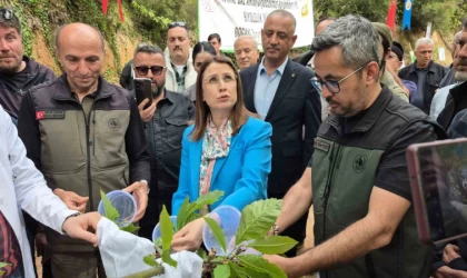 Karadeniz’de ”katil arılara” karşı ”terminatör böceklerle” mücadele