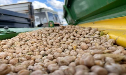 Kars’ın bereketli toprakları nohut ve mercimekle buluştu