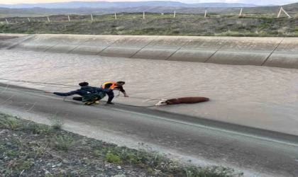 Kars’ta sulama kanalına düşen hayvanlardan 2’si telef oldu
