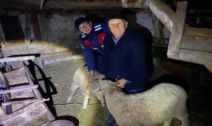 Kayıp hayvanları jandarma buldu