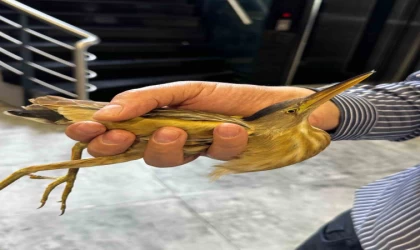 Kayseri’de nesli tükenmekte olan balaban kuşu görüldü