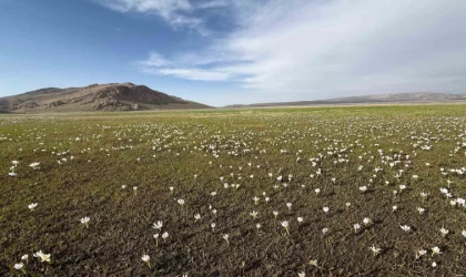 Keşiş Gölü kardelenlerle bezendi