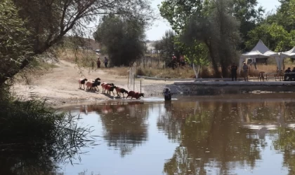 Kınalı koçlar bu yıl sudan daha erken karşıya geçecek