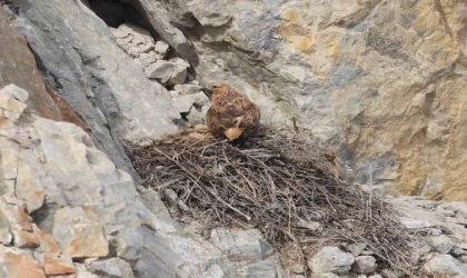 Kızıl şahin yavrusu son anda kurtarıldı