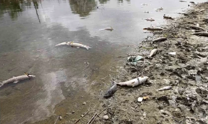 Kızılırmak Nehri’nde elektrik akımıyla avlanan şahıslar onlarca balığı telef etti